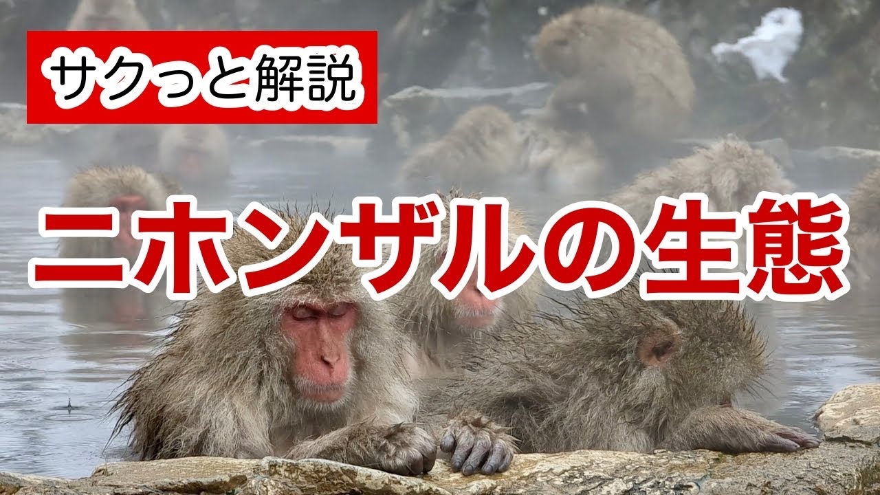 ニホンザルの生態【サクっと解説】 - YouTube