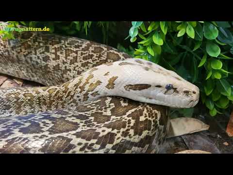 Dunkler Tigerpython (Python bivittatus bivittatus) / Burmese Python