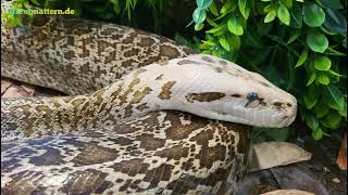 Dunkler Tigerpython (Python bivittatus bivittatus) / Burmese Python