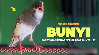 Ampuh❗Kenari GACOR Cocok Untuk Pancingan KENARI Paud Agar BUNYI - Kenari PAUD Belajar BUNYI