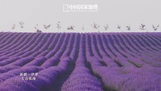 Tianshan Sea of flowers | Ili's soft purple in summer screenshot 4