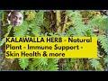 THE MANY USES OF KALAWALLA SKIN IMMUNE SYSTEM TONIC Dr Sebi Approved Natural