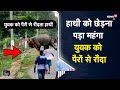 Assam  elephant              viral