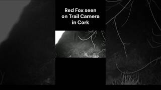 Red Fox in Cork #wildlife #fox #nature #wildlifephotography #trailcam #irishwildlife #irishnature
