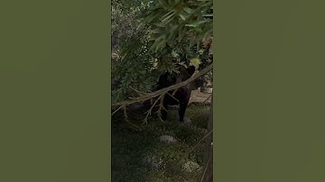 Pig ruins the day #rustshorts #rust #gaming #rustgame #funny #prank