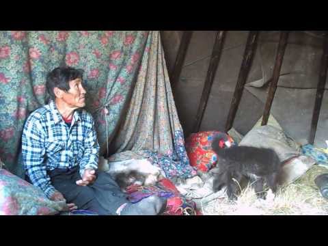 Video: Hvilke Dyr Lever I Tundraen