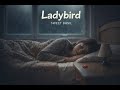 Ladybird ( Sweet Basil )