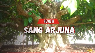 Gagah Berwibawa Luwes  Review Bonsai Beringin Arjuna