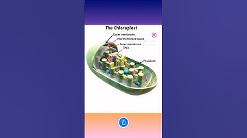 3D Model of Chloroplast #biology #chloroplast #genetics #cellbiology #plant #botany #animation
