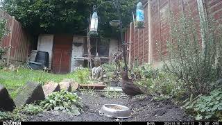 Blackbirds - 10th Jan 2024 by Wild Animals in a Wild Garden 13 views 3 months ago 5 minutes, 21 seconds