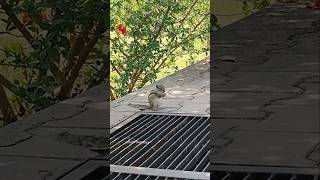 Squirrel #shorts