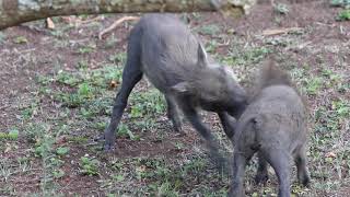 Cute Play Fighting Warthog Piglets