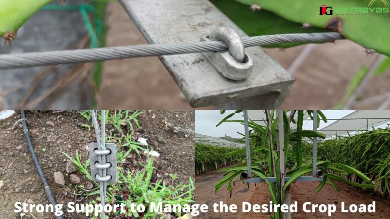 Why Dragon Fruit Farming Needs Shading & Trellising System