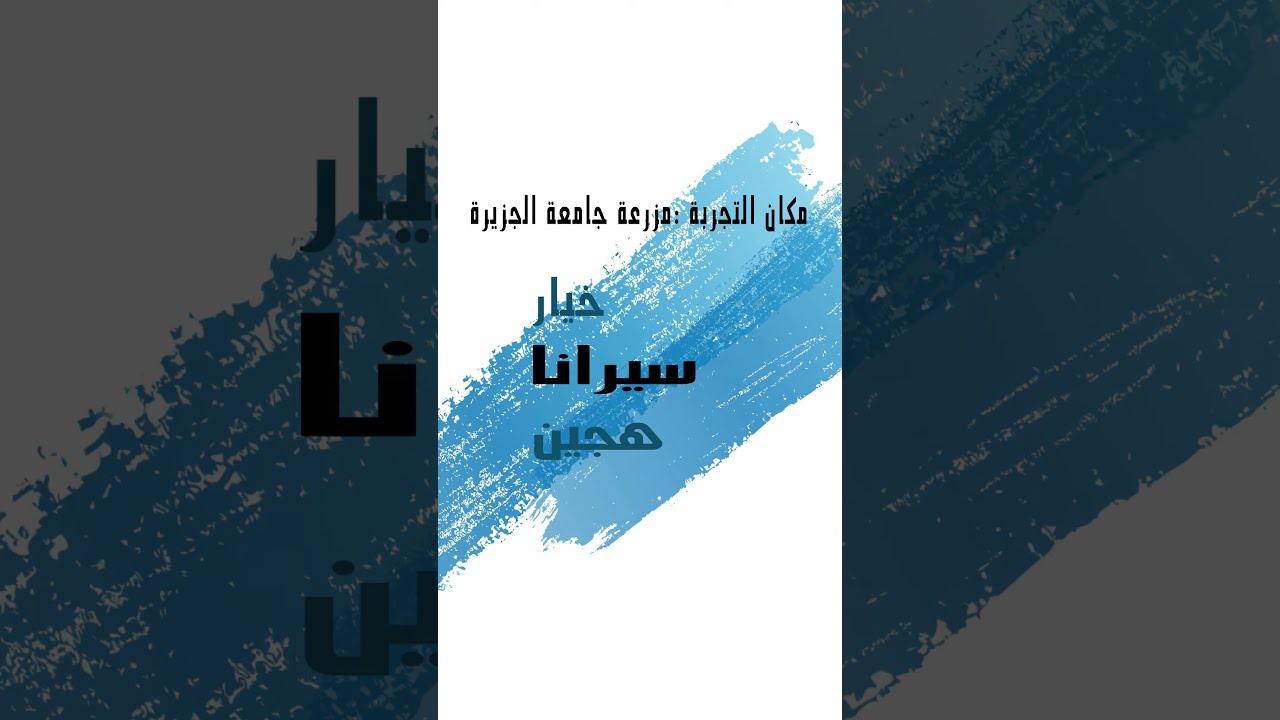 خيار سيرانا - لقاء مع الاستاذ - محمد عكر