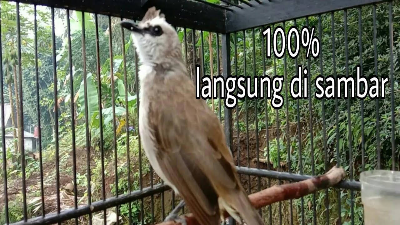 trucuk manapun langsung nyambar dengan suara trucuk memanggil lawan ini