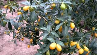 فاكهة الكمكوات في مرحلة الإنتاج - الكويت - Gulf Plants