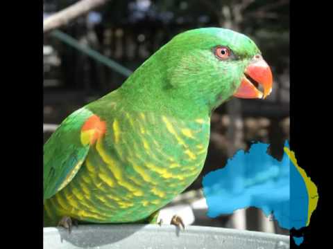 An Introduction to Australia Lorikeet Species