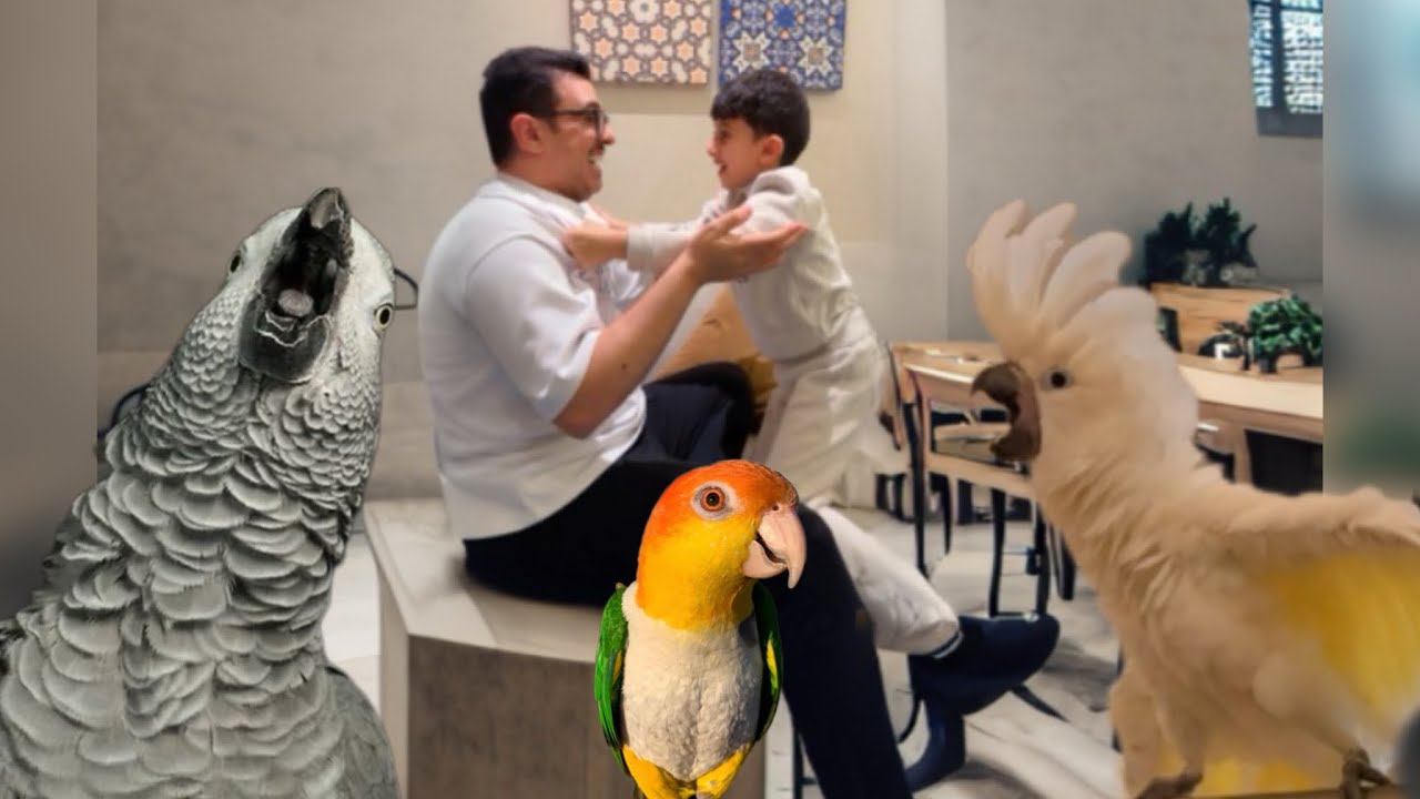 عندي ببغاء لعبته أكل الاثاث 😭😭