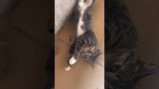 meaw meaw cat song #cat #animals #cute #treanding #shortsfeed #live #funny #abelbirhanuየወይኗ #meow