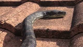 Famous Coastal Carpet Python on the Roof Profile