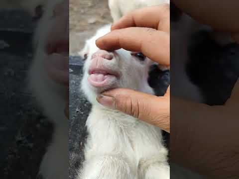 Bakri Ki Video Funny Comedyfilms Youtubeshorts Anmals Comedymovies Subscribe Cutebaby