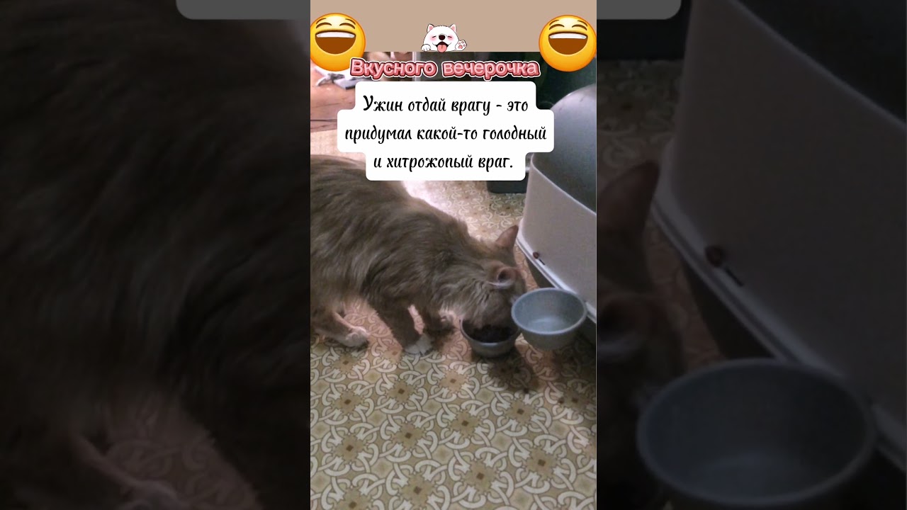 Сам все съем😺 