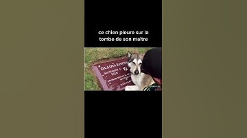 Thumbnail of voici une vidéo qui va vous faire pleurer 😢 ￼