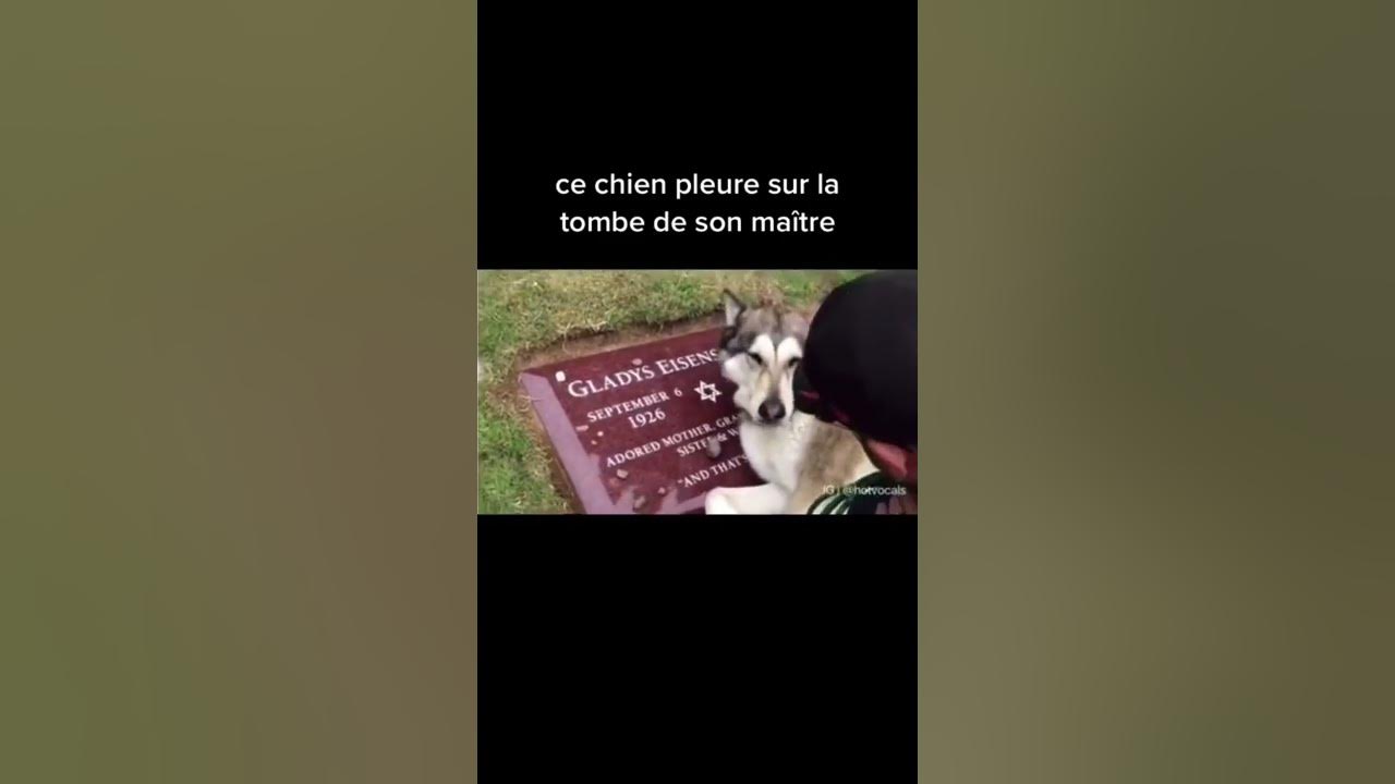 voici une vidéo qui va vous faire pleurer 😢 ￼