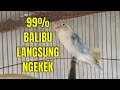 SUARA Lovebird BALIBU Ngetik RAPAT, TERNYATA AMPUH Banget untuk PANCING LABET Jantan BISU Dan LELET