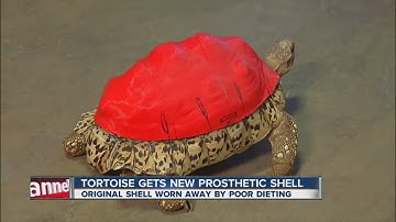 Tortoise gets new prosthetic shell