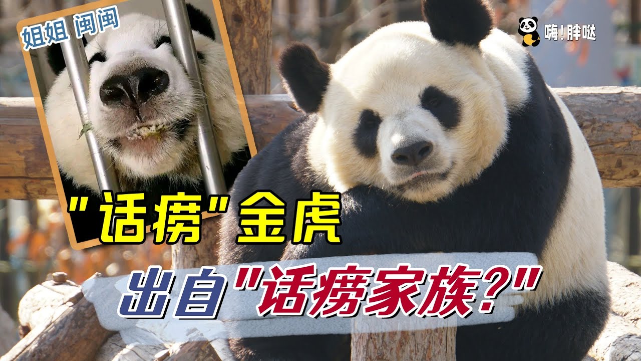 金虎的二姐闽闽也是“话痨”，话痨基因源自家族？探寻金虎家族故事，从外婆雷雷到妈妈竹韵到外甥灵岩，揭秘金虎话痨的原因