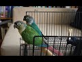 Trying to find Delphi the Green Cheek Conure a buddy
