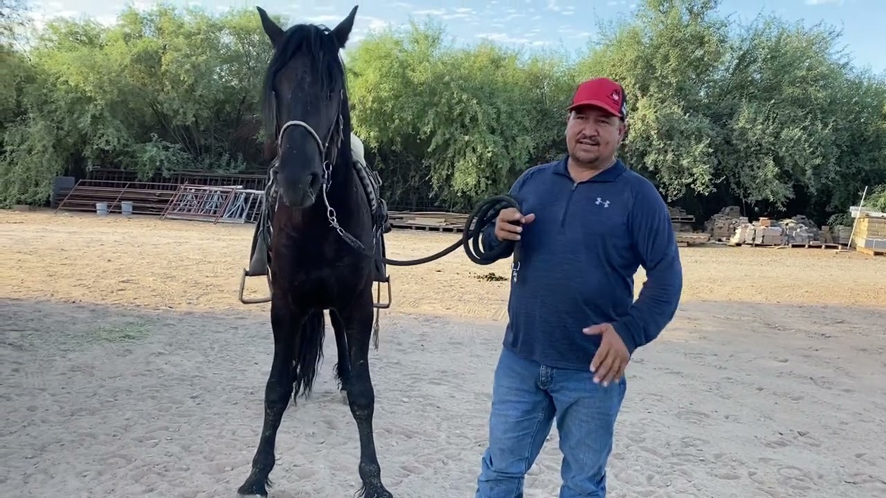 Que aser cuando un caballo no quiere dar vuelta asia un lado