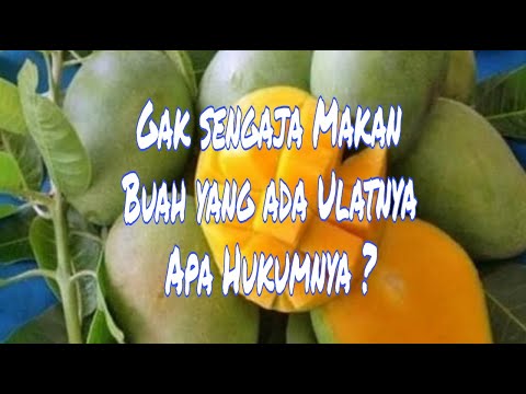 Video: Apa Yang Perlu Dilakukan Mengenai Belatung Dalam Buah: Cara Mencegah Belatung Buah