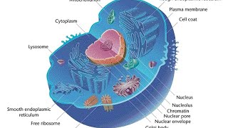 Cell Organelles explained screenshot 5