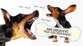 JAK ODUCZYĆ PSA UCIĄŻLIWEGO SZCZEKANIA?