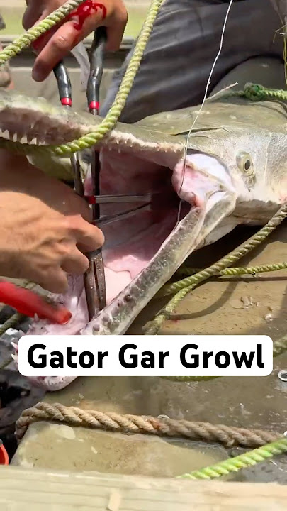 Ever heard an alligator gar growl? #alligatorgar #gar #fishing #fishingvideo #rivermonsters