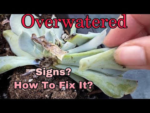 Overwatered Succulents #11 