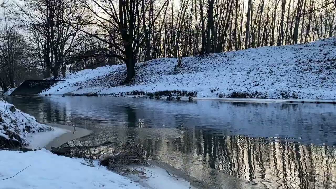 Winter Park Ducks 🦆 | Real Nature Sounds for Pets & Relaxation (54 Minutes)