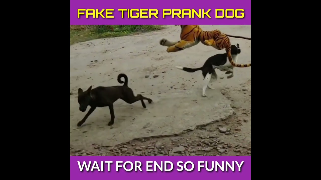 Tiger prank on dog,dog prank,fake tiger prank dog,lion prank dog,tiger