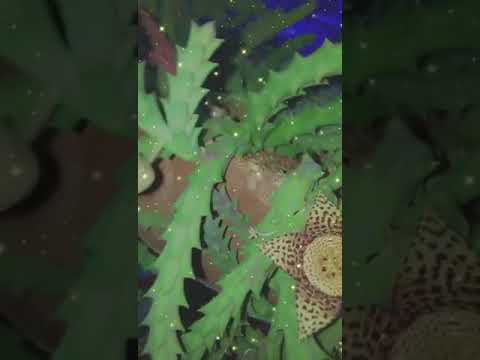 أغرب أنواع ورد الصبار