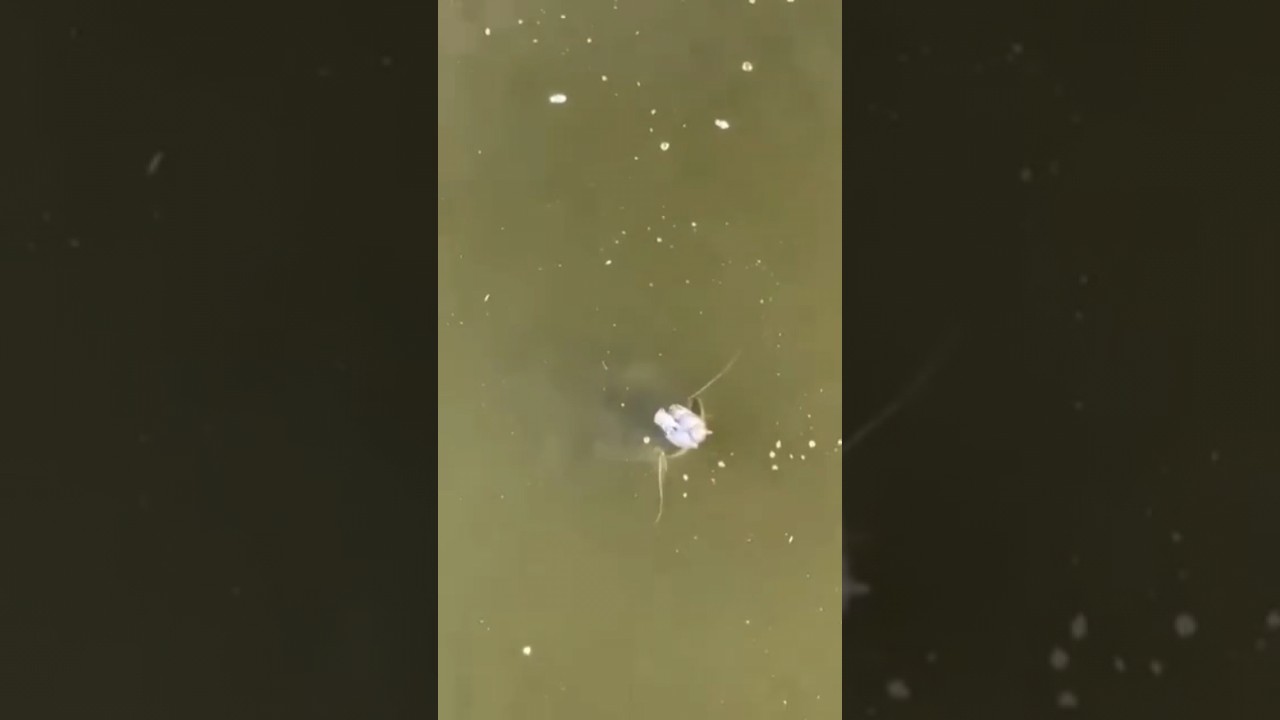 O monstro dos rios come de tudo este peixe .