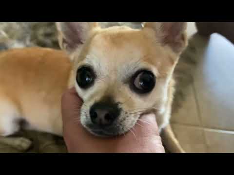 Giving You Tingles Around the House (Old Fashioned ASMR)