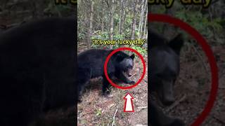 Girl vs 2 Bears