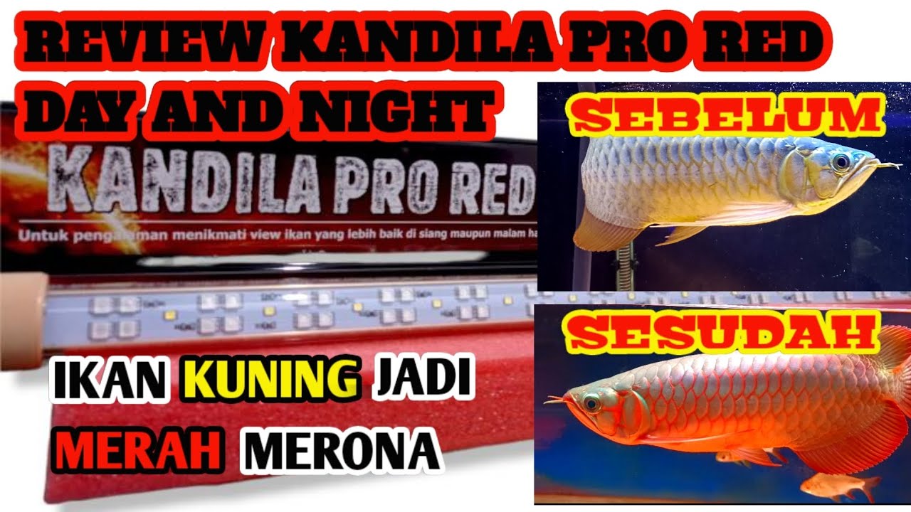 KANDILA PRO RED DAY AND NIGHT ARWANA KUNING JADI MERAH MERONA !!!