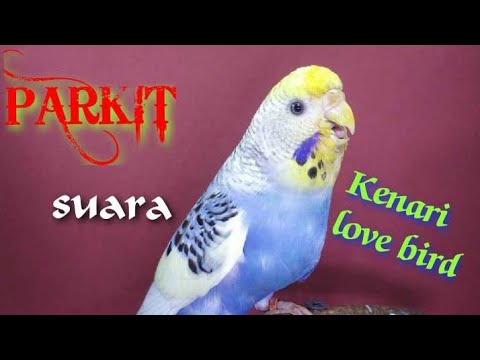 BURUNG PARKIT BETINA GACOR- suara love bird dan kenari 