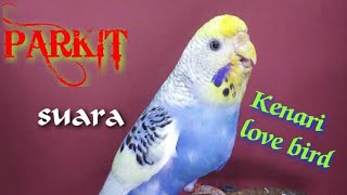 BURUNG PARKIT BETINA GACOR- suara love bird dan kenari