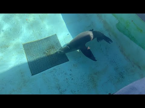 California Sea Lion