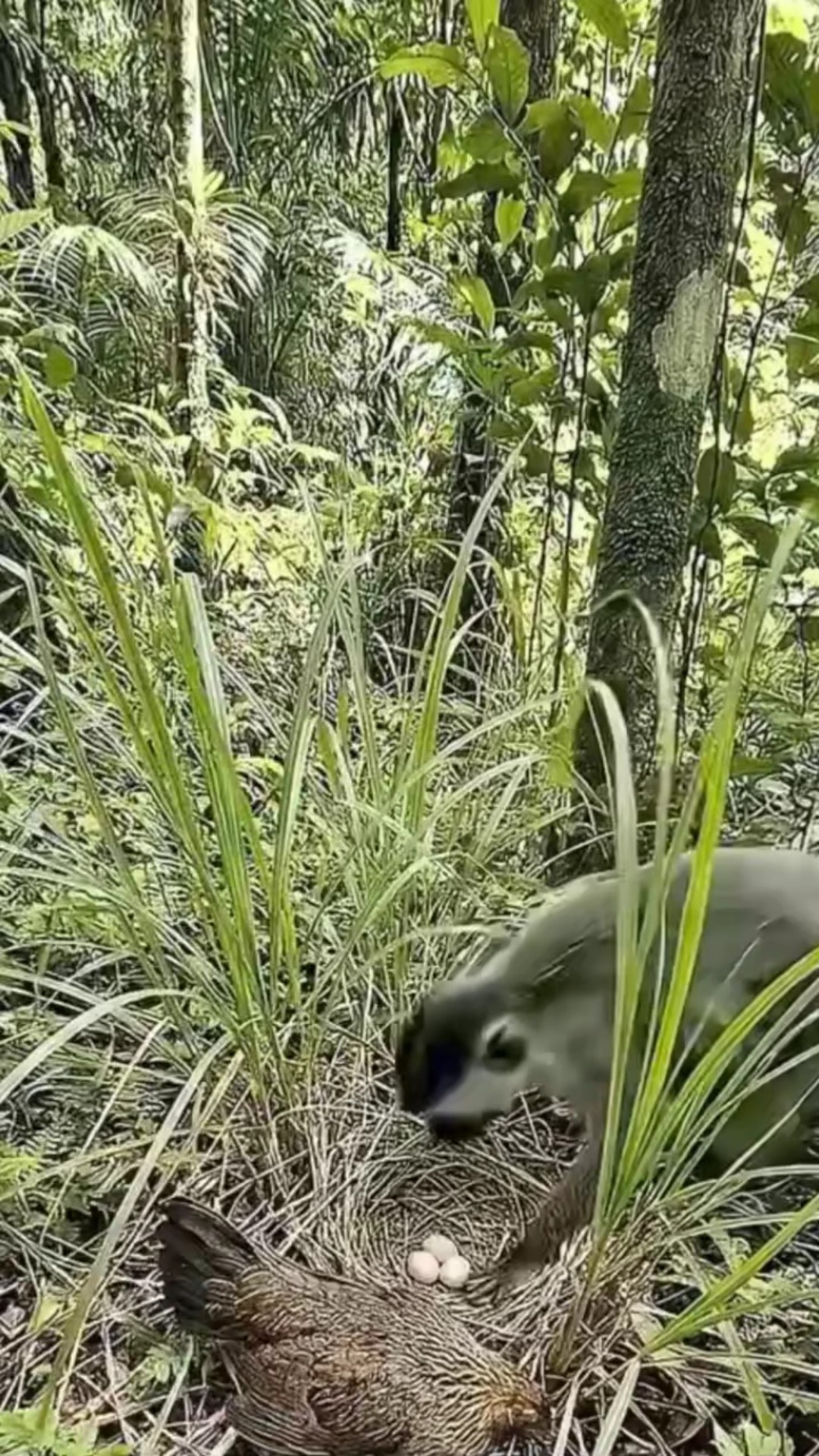 यूट्यूब चैनल - ShareChat