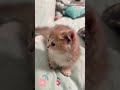 Cat #cat #cats #catlovers  #cutecat #ilovecats #cats_of_world #catfunny #catvideos